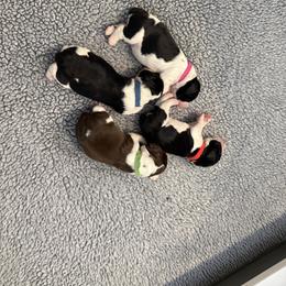 Boy 3 - male English Springer Spaniel puppy in Watkinsville, Georgia from DAYSPRINGERS
