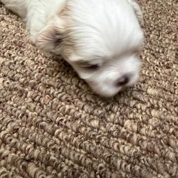 Daffodil - White female Mal-Shi puppy in Calhan, Colorado from Millennium Falcon Kennels