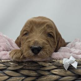 White Male - Apricot male Goldendoodle puppy in Great Falls, Montana from Montana Goldendoodles