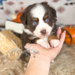 Faith - Red tri female Toy Australian Shepherd puppy in Liberty Hill, Texas from Pistol Paws Aussies