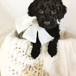 Cupcake - Black female Goldendoodle puppy in Longview, Texas from WonderDoodles