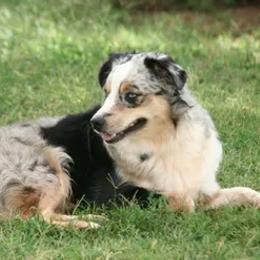 Miniature Australian Shepherd and Toy Australian Shepherd All Grown Up from Long's lil Aussies