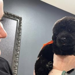 Newfoundland Puppies from Knallhart Kennels