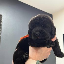 Newfoundland Puppies from Knallhart Kennels