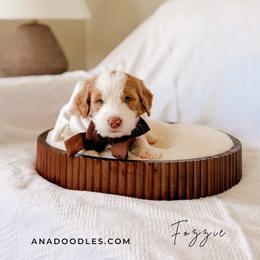 Fozzie - Apricot male Goldendoodle puppy in Cold Spring, Minnesota from A.N.A. Doodles