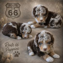 Boy 6, Blaze - Chocolate merle male Bernedoodle puppy in Delphos, Ohio from Route 66 Poodles & Doodles, Sapphire Shih-tzu's of Ohio