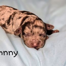 Boy 2 - Merle male Cockapoo puppy in Perry, Arkansas from Parker's Cockapoos
