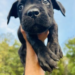 Cane Corso Puppies from Wilco Cane Corso