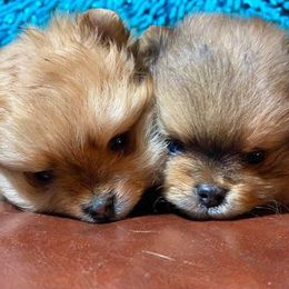 Pomeranians from Epiphany Pomeranians