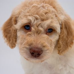 Boy 2 - Goldendoodle puppy from Sweethaven Kennels