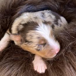 Cricket- Lime Green Collar- NBT - Red tri-color female Australian Shepherd puppy in Newport, Rhode Island from Wildlings Australian Shepherds