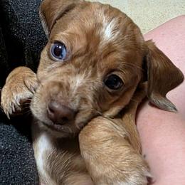Dolly - Dapple female Dachshund puppy in Buckeye, Arizona from Sweetwater Dachshunds