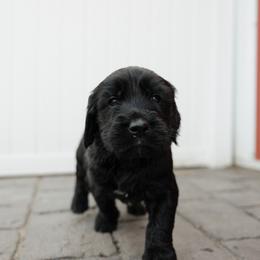 Willie - Brown Collar - Black male Goldendoodle puppy in Newell, Iowa from Front Porch Goldens