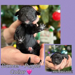 Dancer - Black female Goldendoodle puppy in Howard City, Michigan from Doodles and Chaos