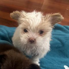 Vivienne - Mi-Ki puppy from Metro Mi-kis