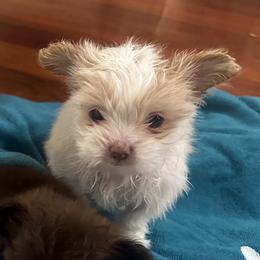 Vivienne - Mi-Ki puppy from Metro Mi-kis