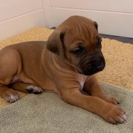 Rhodesian Ridgeback Puppies from Amber Trace Rhodesian Ridgebacks