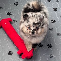 Boy 2 - Blue merle male Pomeranian puppy in Newalla, Oklahoma from Classy Poms