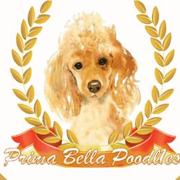 Poodles from Prima Bella Poodles