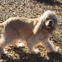 Lady - Cocker Spaniel