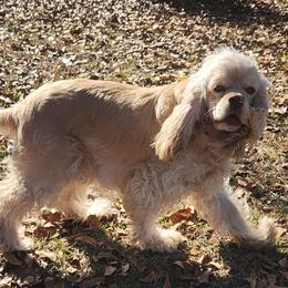 Lady - Cocker Spaniel