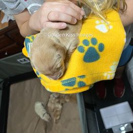 Golden Retriever Puppies from Golden Kiss Retrievers
