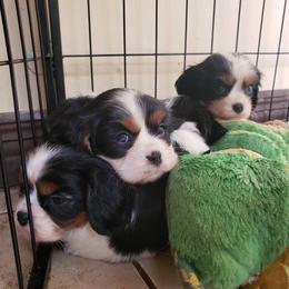 Cavalier King Charles Spaniel Puppies from Cocoa Cavaliers