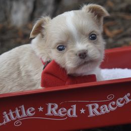 Jingo - Cream and white Chihuahua puppy in Gloucester, Virginia from Charlotte's Web of Chihuahuas