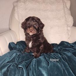 Agape - Brown and white female Cockapoo puppy in Fort White, Florida from Jade