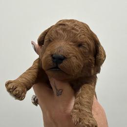 Rusty - Red  male Goldendoodle puppy in Clewiston, Florida from Redlands Farm