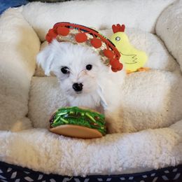 Maltese Puppies from TCBs Glowing Maltese