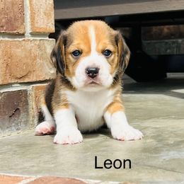Leon - Black tan and white male Beagle puppy in Mansfield, Missouri from Rippee Creek Kennel