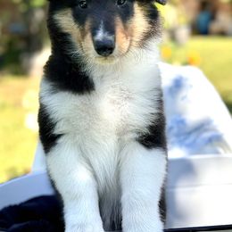 Collie Puppies from EverHeart Collies