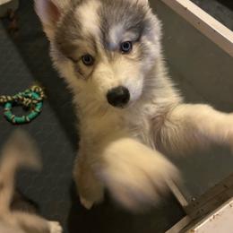 Sable blue male - Sable and white male Siberian Husky puppy in Wheeling, West Virginia from Powells Huskies