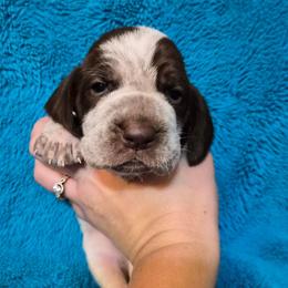 Noelle - White and chestnut female Bracco Italiano puppy in Silver Summit, Utah from Snow Peak Kennel
