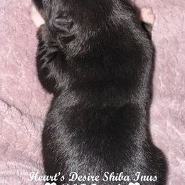 Black and tan female - Black and tan female Shiba Inu puppy in Derby, Kansas from Heart’s Desire Shiba Inus