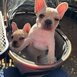 Girl 6 - Cream French Bulldog puppy in Olive Branch, Mississippi from Letitia's French Bulldogs