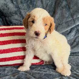 Anthony - Parti male Goldendoodle puppy in Barstow, California from Golden Desert Doodles