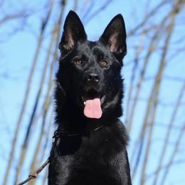 Tia - German Shepherd