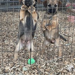 Border Terrier Puppies from Jessica’s Border Terriers