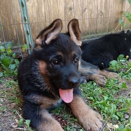 Yellow girl - Black and red female German Shepherd puppy in Stevenson, Washington from Sundance Shepherds