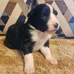 Laurel - Black and white female Border Collie puppy in Dewey, Arizona from Fásach Stockdogs
