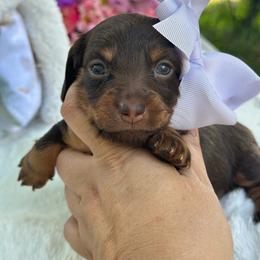River Long hair - Chocolate and tan female Dachshund puppy in Lakeland, Florida from Elite Doxies Florida