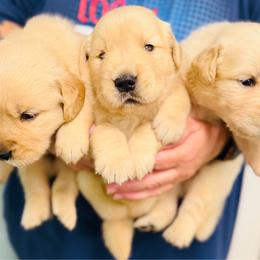Max - Golden male Golden Retriever puppy in Saint Pauls, North Carolina from Copperfield’s Goldens