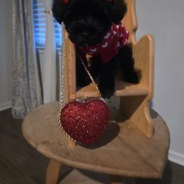 Callie - Black female Miniature Schnauzer puppy in Charleston, South Carolina from The Miniature Life