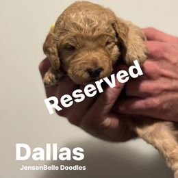Bernedoodle, Goldendoodle, and Poodle Puppies from JensenBelle Doodles