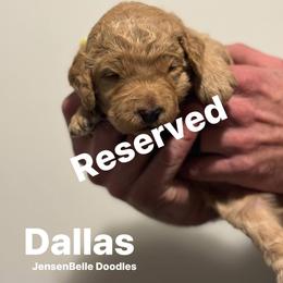 Bernedoodle, Goldendoodle, and Poodle Puppies from JensenBelle Doodles