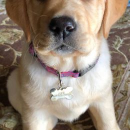 Labrador Retrievers from Wit' End Labradors