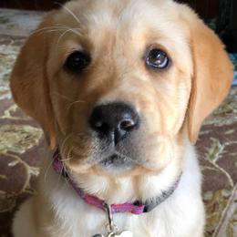 Labrador Retrievers from Wit' End Labradors
