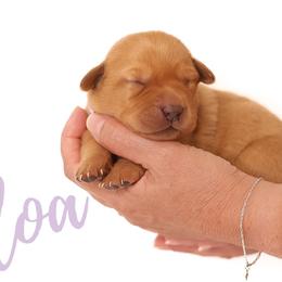 Labrador Retriever Puppies from AGL Retrievers